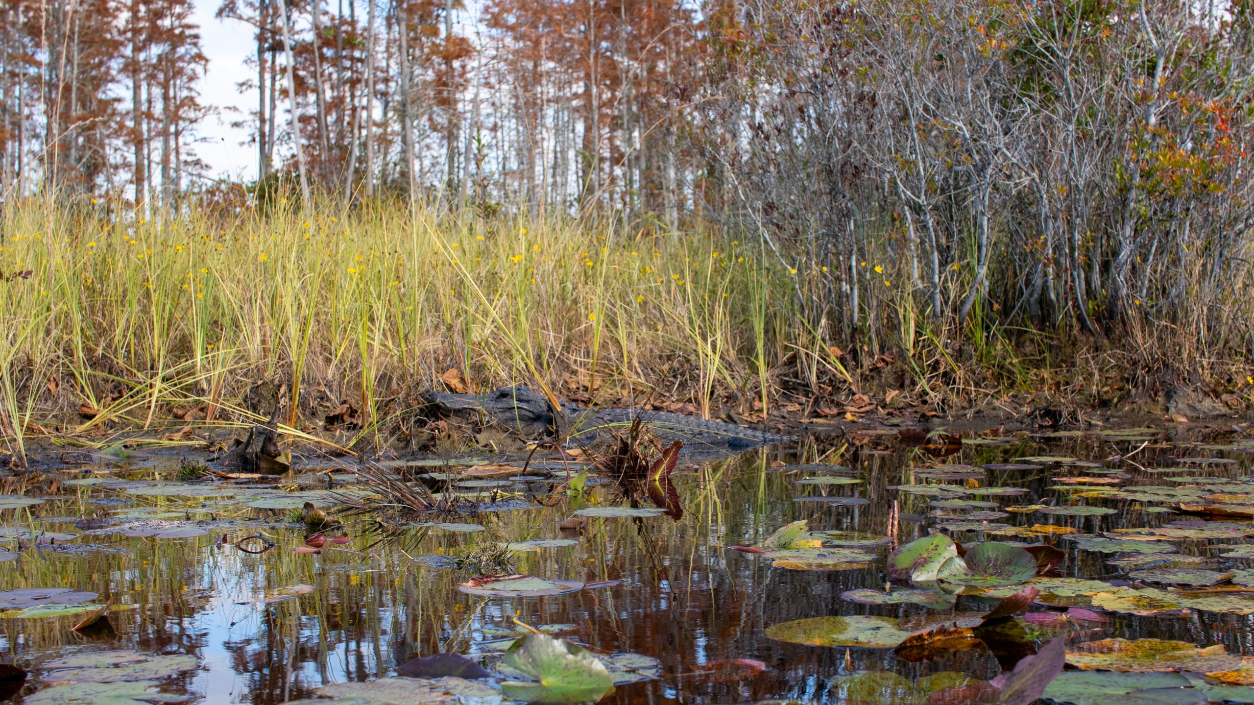 Gator